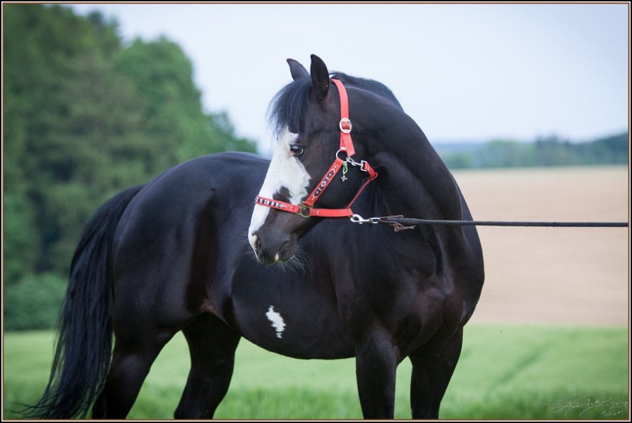 Asbach Fohlenshow 2014 115